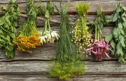Herbs for Multiple Sclerosis