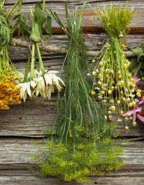 8 Herbs for Multiple Sclerosis Symptom Relief 8 Herbs for Multiple Sclerosis Symptom Relief
