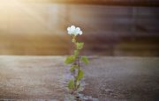 New Multiple Sclerosis Drug